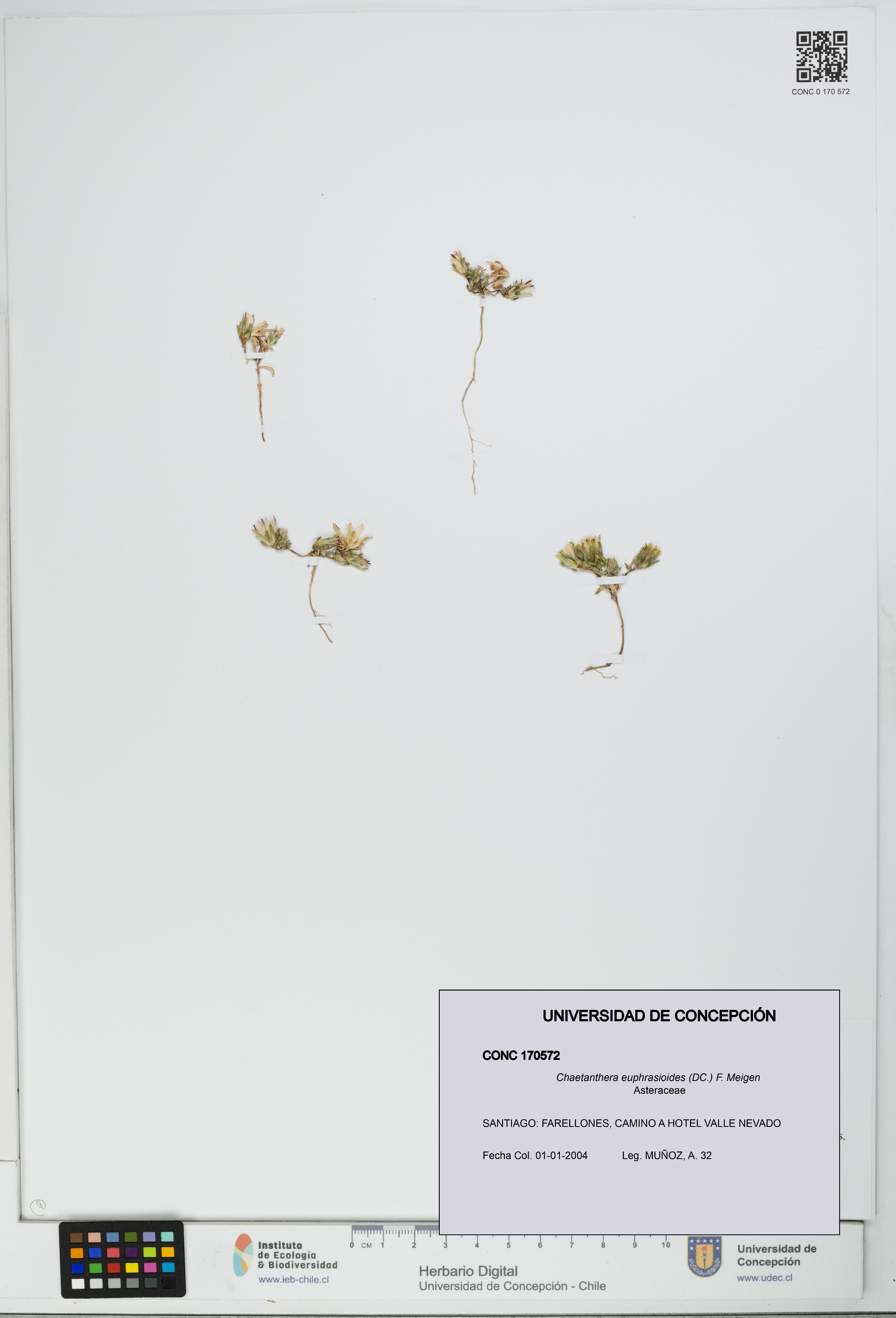Chaetanthera euphrasioides [Espécimen: UDEC:CONC:0170572]