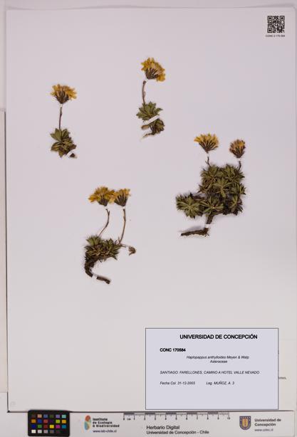 Haplopappus anthylloides [Espécimen: UDEC:CONC:0170584]