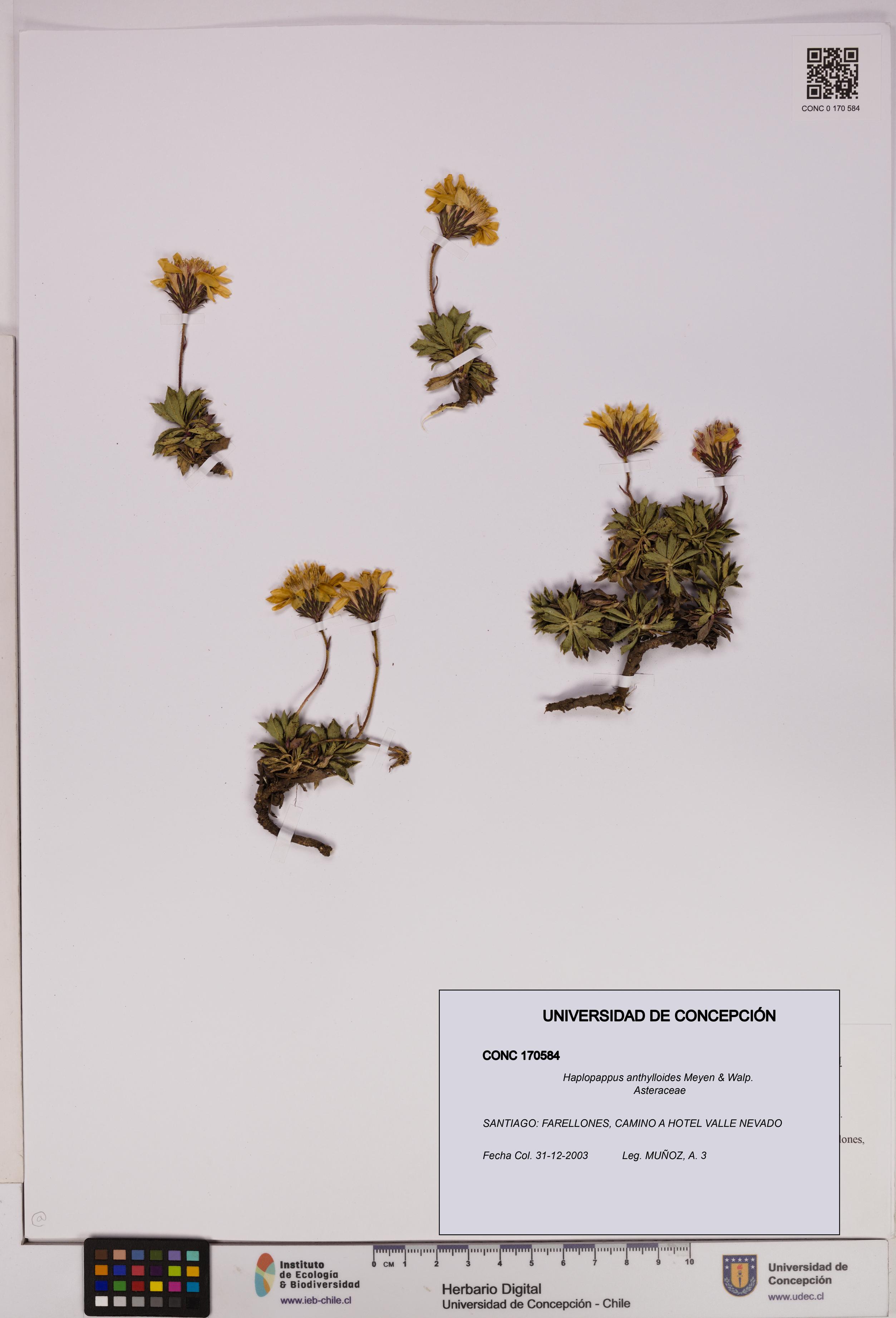 Haplopappus anthylloides [Espécimen: UDEC:CONC:0170584]