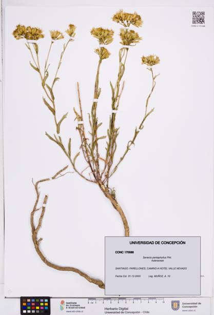 Senecio pentaphyllus [Espécimen: ]