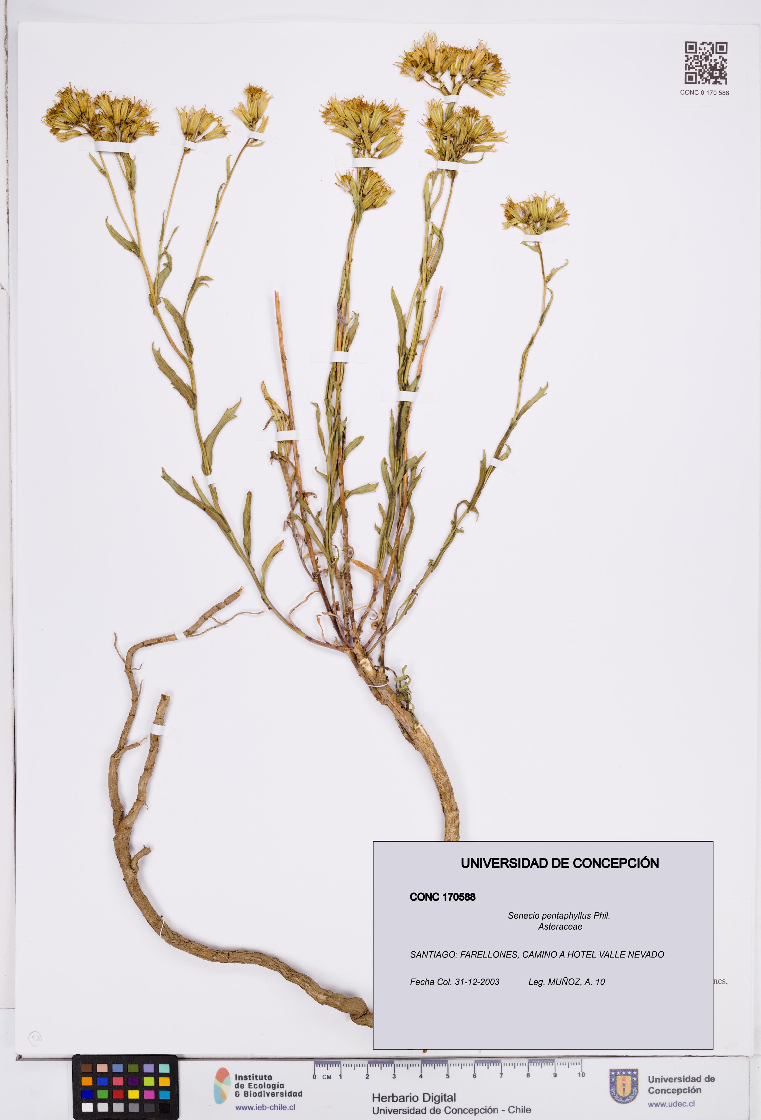 Senecio pentaphyllus [Espécimen: ]
