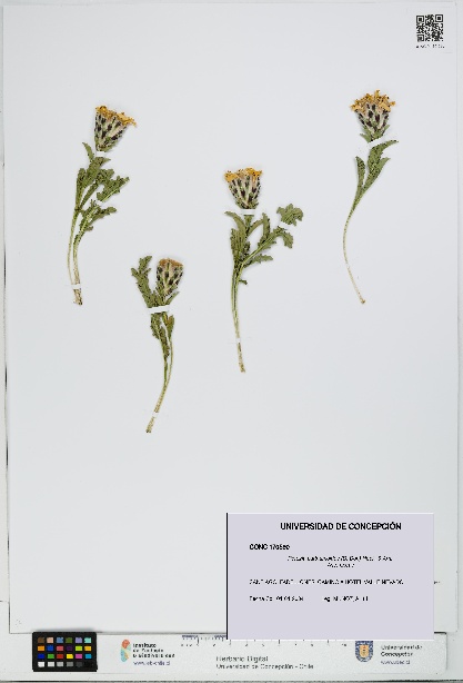 Perezia carthamoides [Espécimen: UDEC:CONC:0170590]