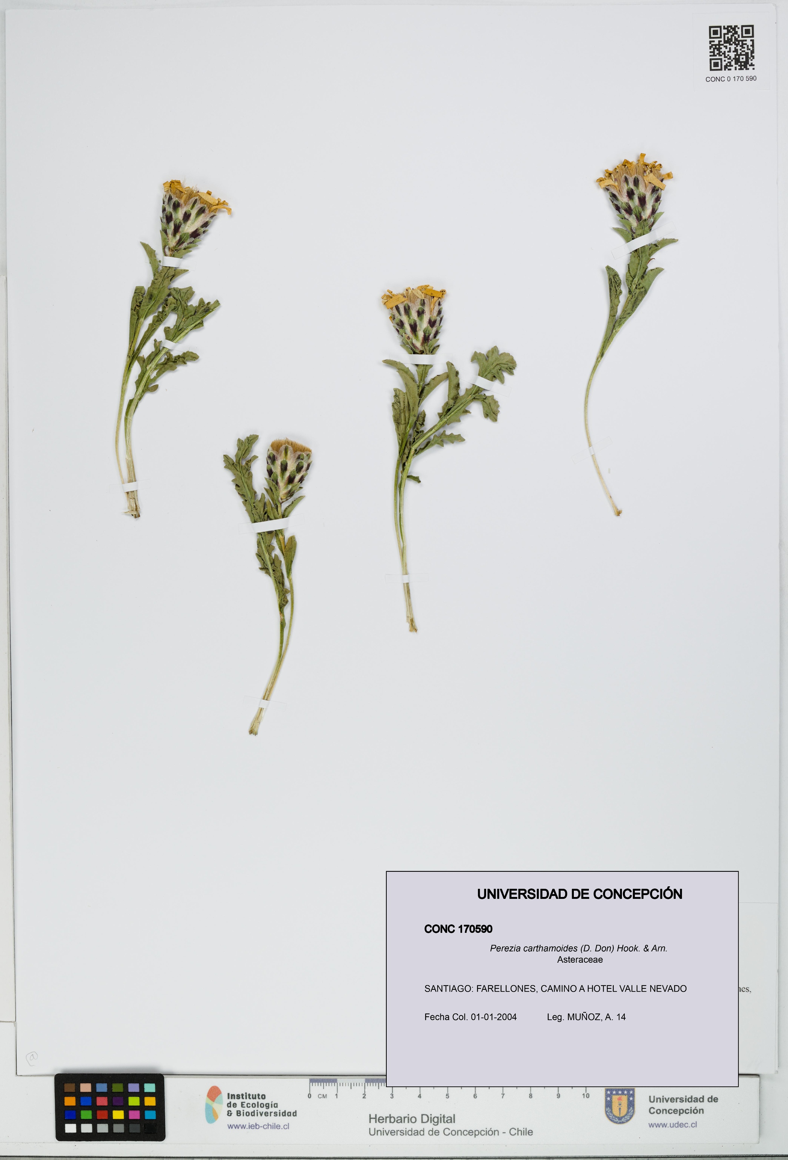 Perezia carthamoides [Espécimen: UDEC:CONC:0170590]