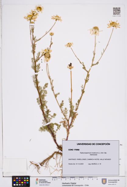 Tripleurospermum inodorum [Espécimen: ]