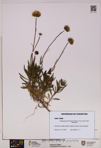 Haplopappus schumannii [Espécimen: UDEC:CONC:0170593]