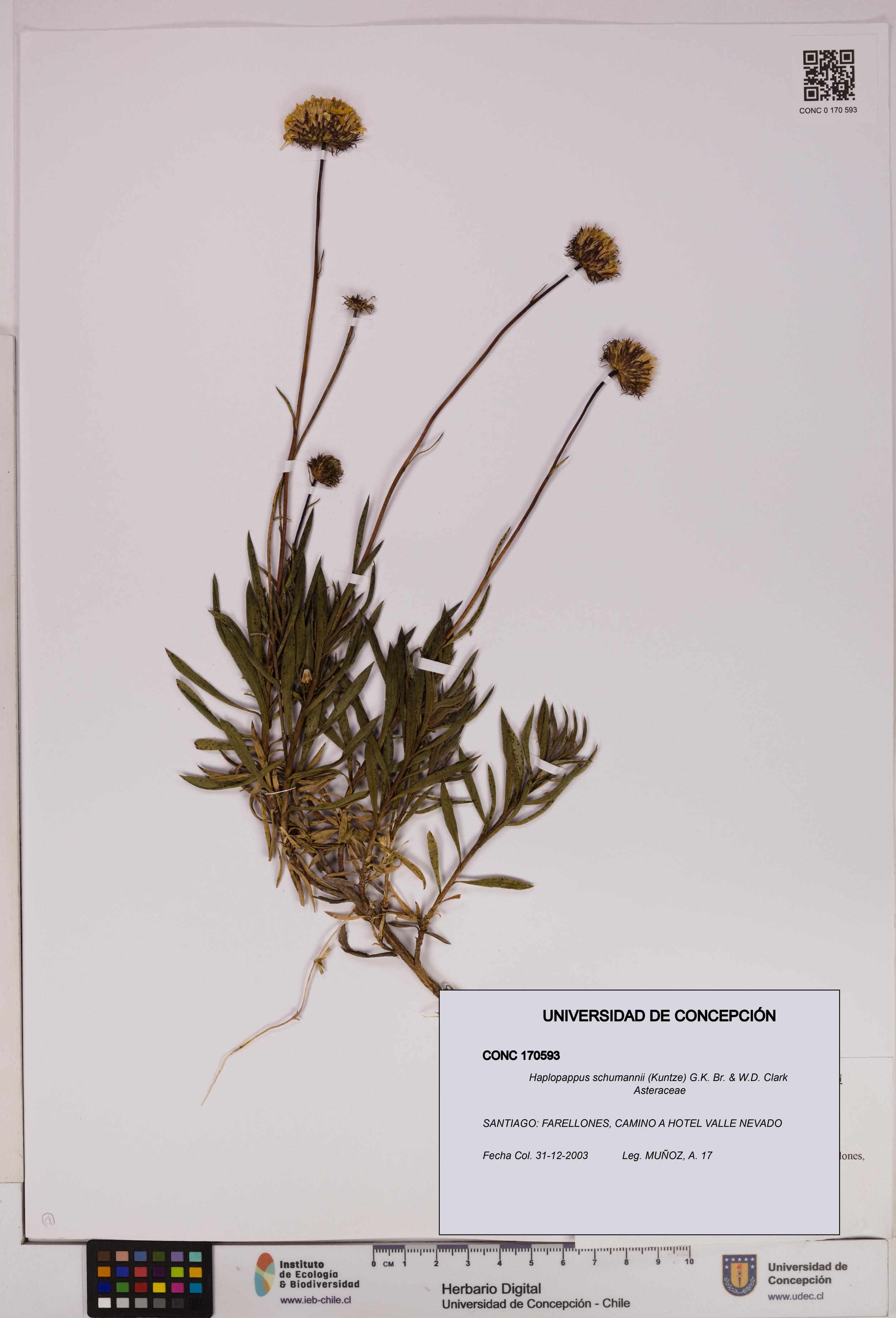 Haplopappus schumannii [Espécimen: UDEC:CONC:0170593]