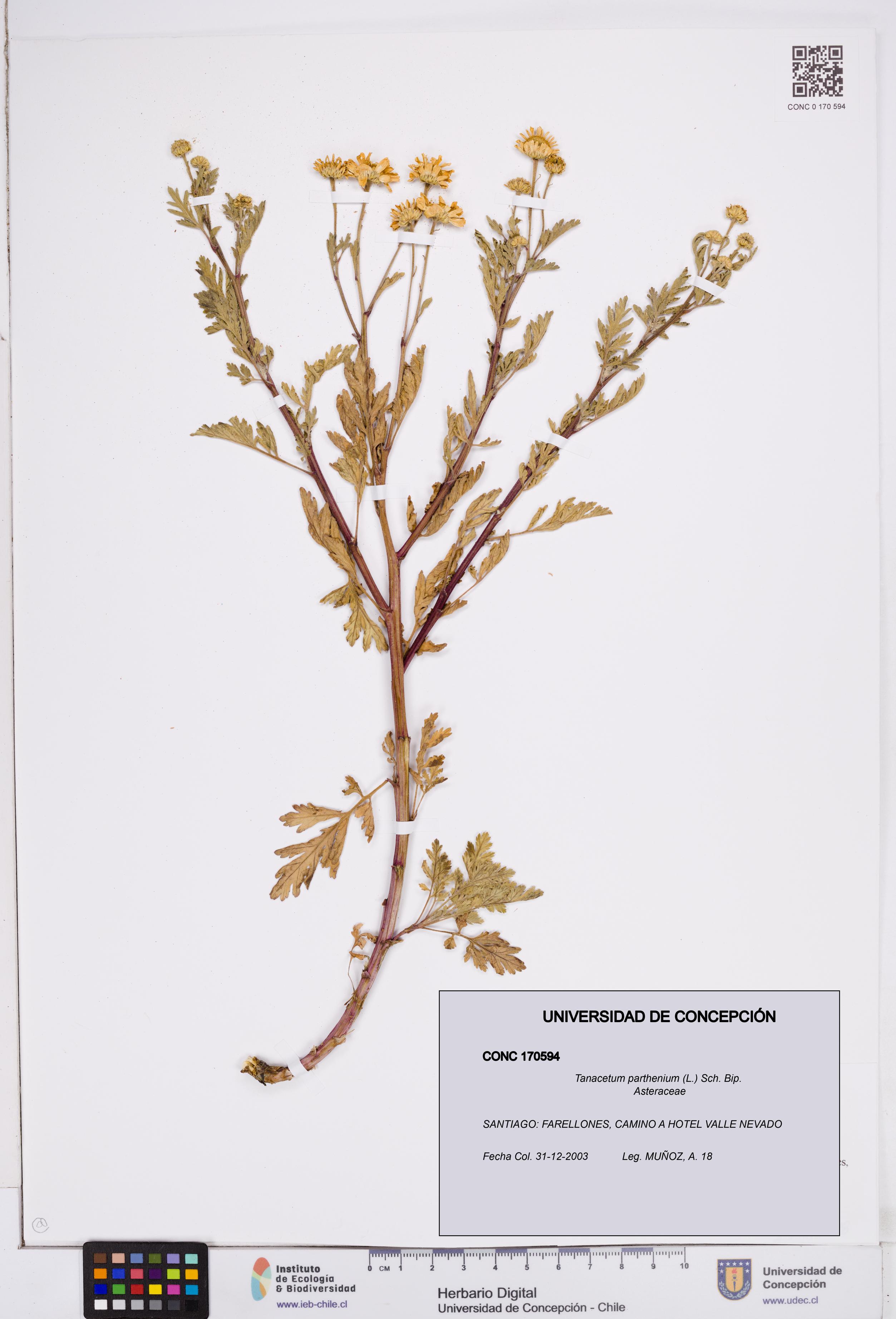 Tanacetum parthenium [Espécimen: ]