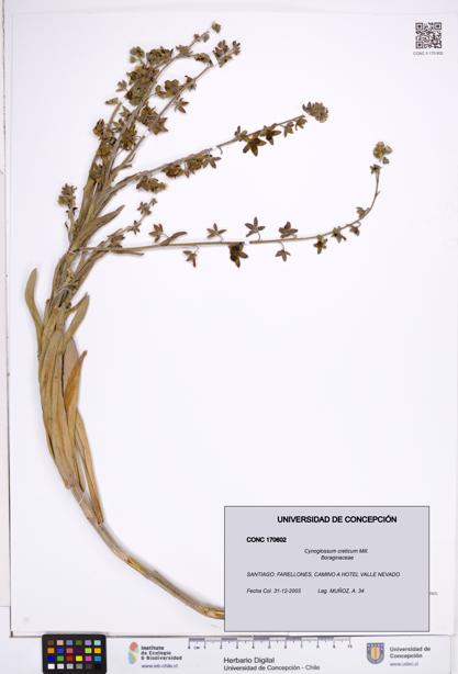 Cynoglossum creticum [Espécimen: ]
