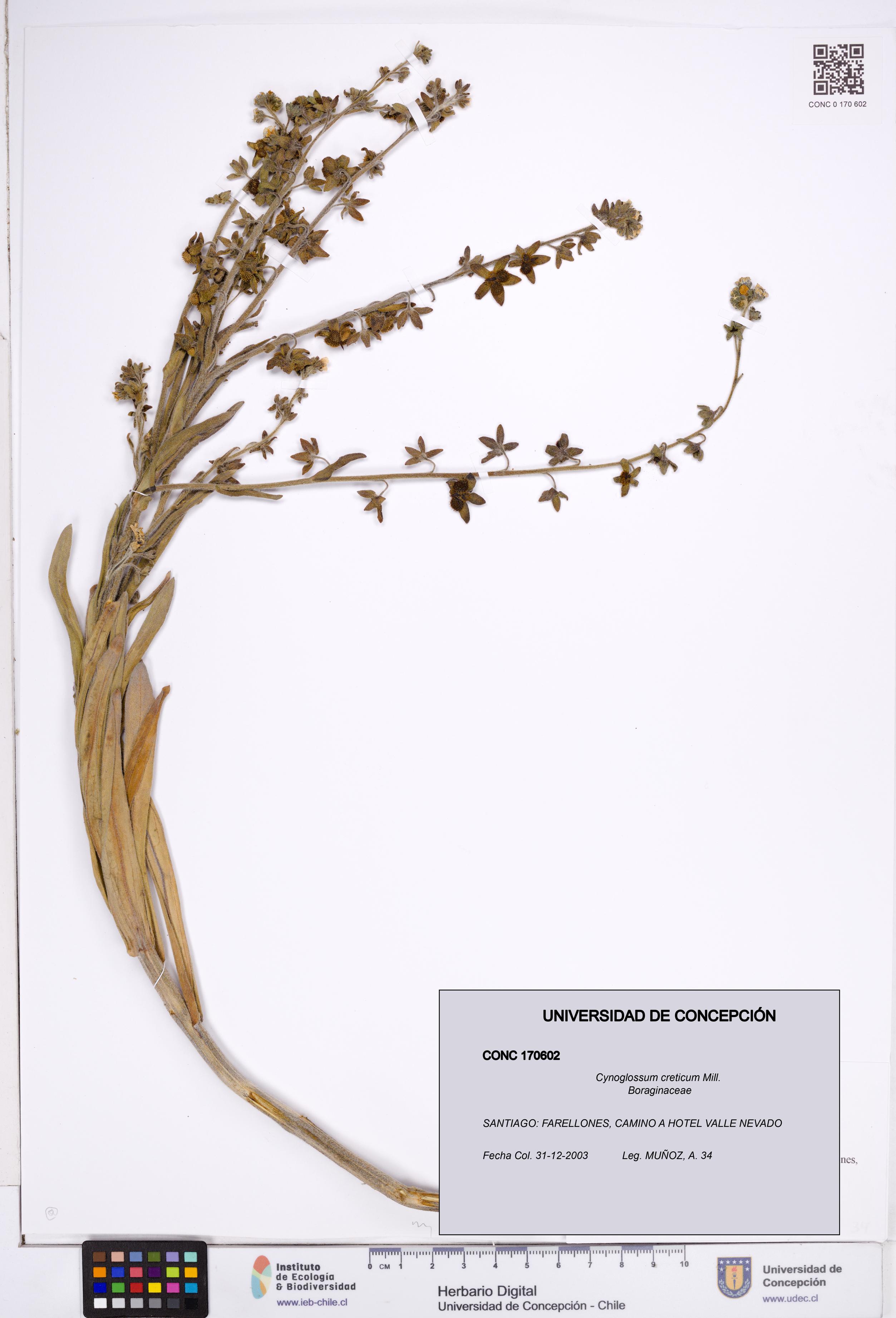 Cynoglossum creticum [Espécimen: ]