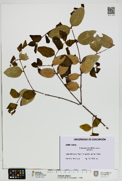 Cryptocarya alba [Espécimen: UDEC:CONC:0170612]