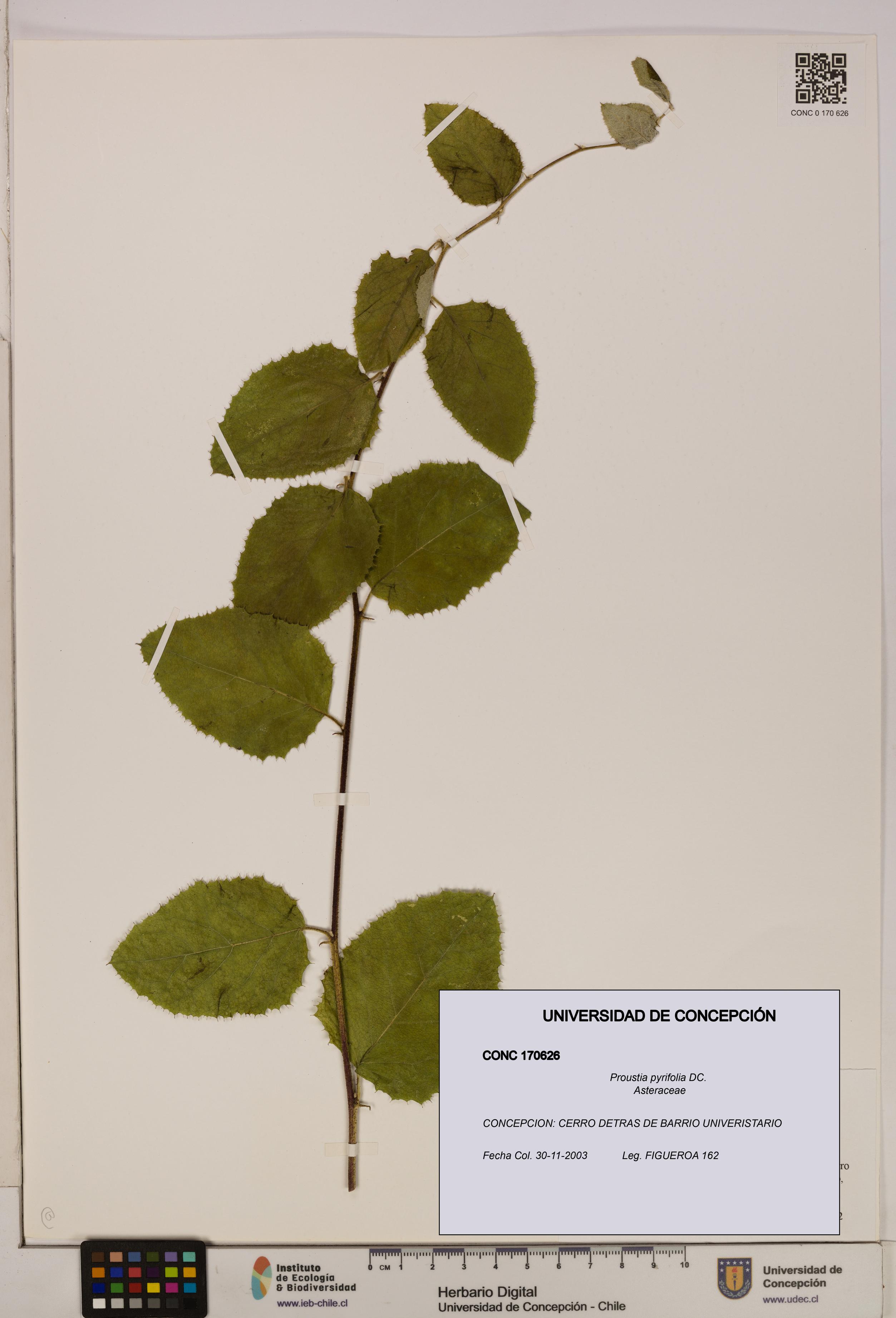 Proustia pyrifolia [Espécimen: UDEC:CONC:0170626]