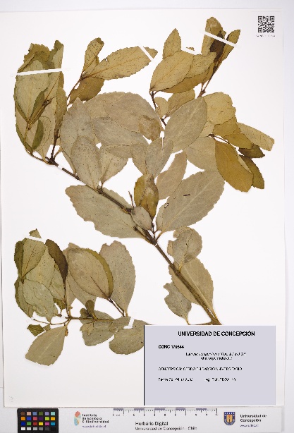 Laurelia sempervirens [Espécimen: UDEC:CONC:0170644]