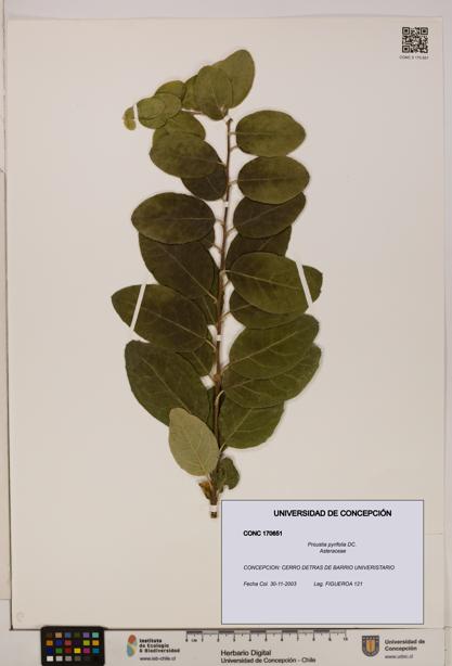 Proustia pyrifolia [Espécimen: UDEC:CONC:0170651]