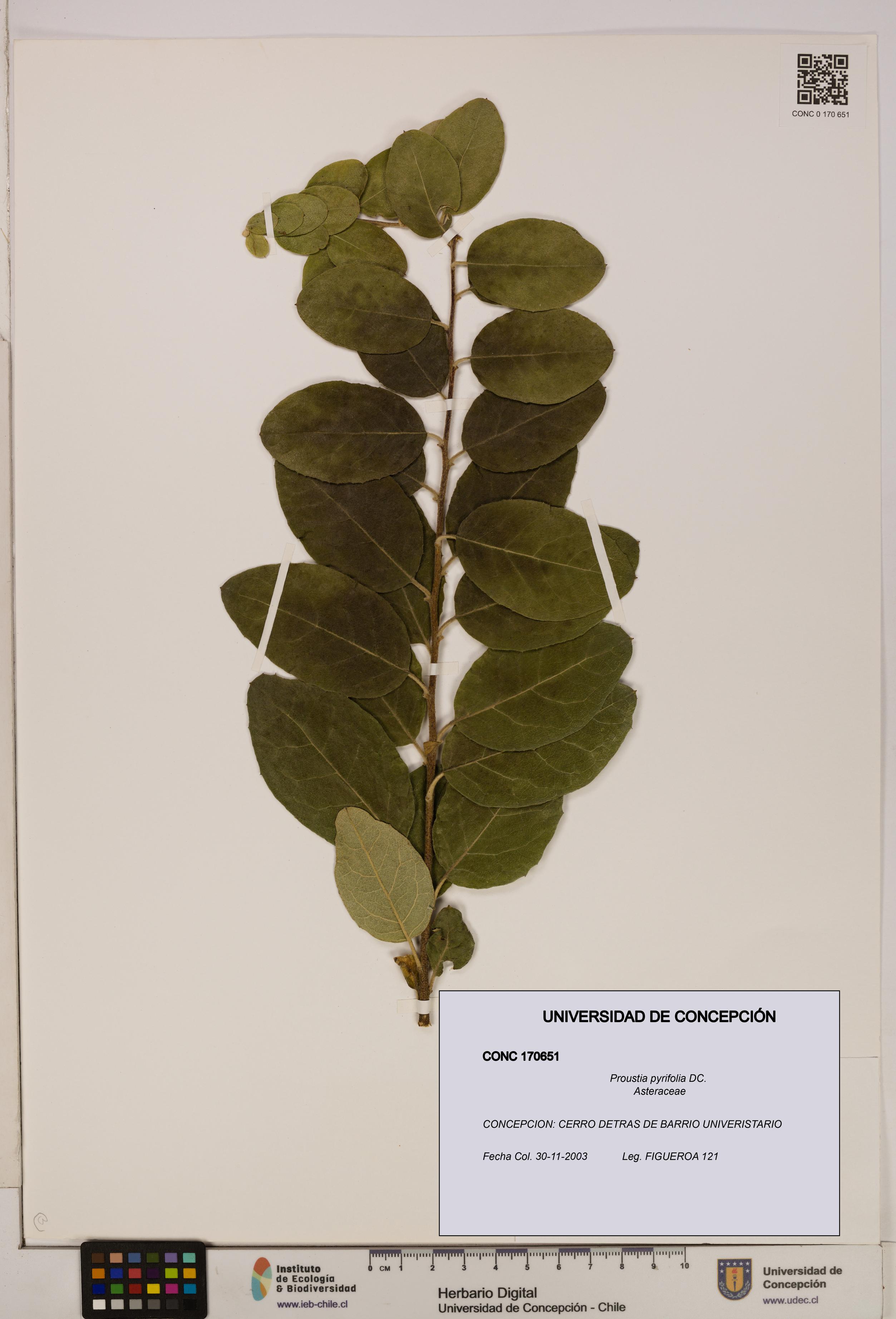Proustia pyrifolia [Espécimen: UDEC:CONC:0170651]