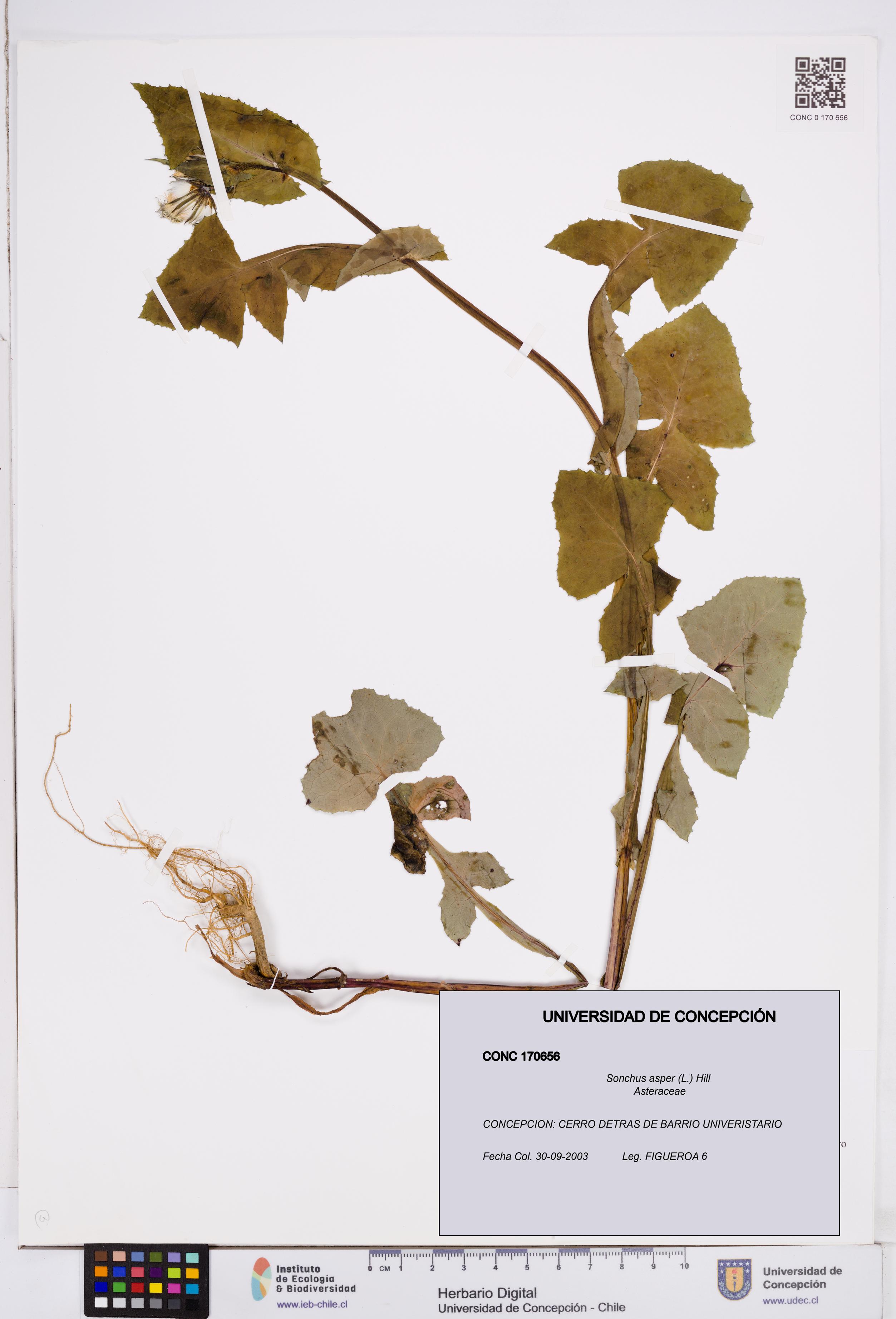 Sonchus asper [Espécimen: ]