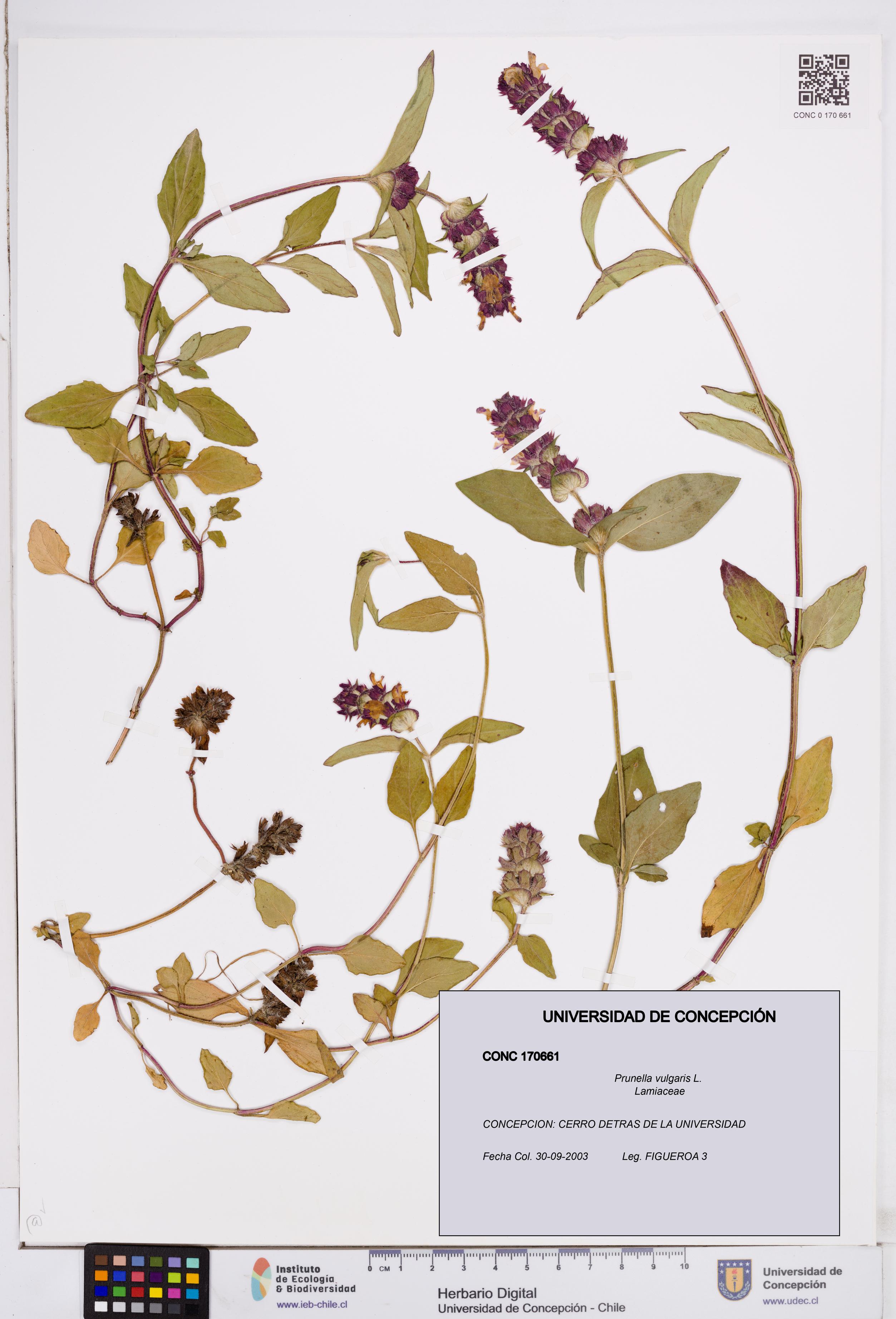 Prunella vulgaris [Espécimen: ]
