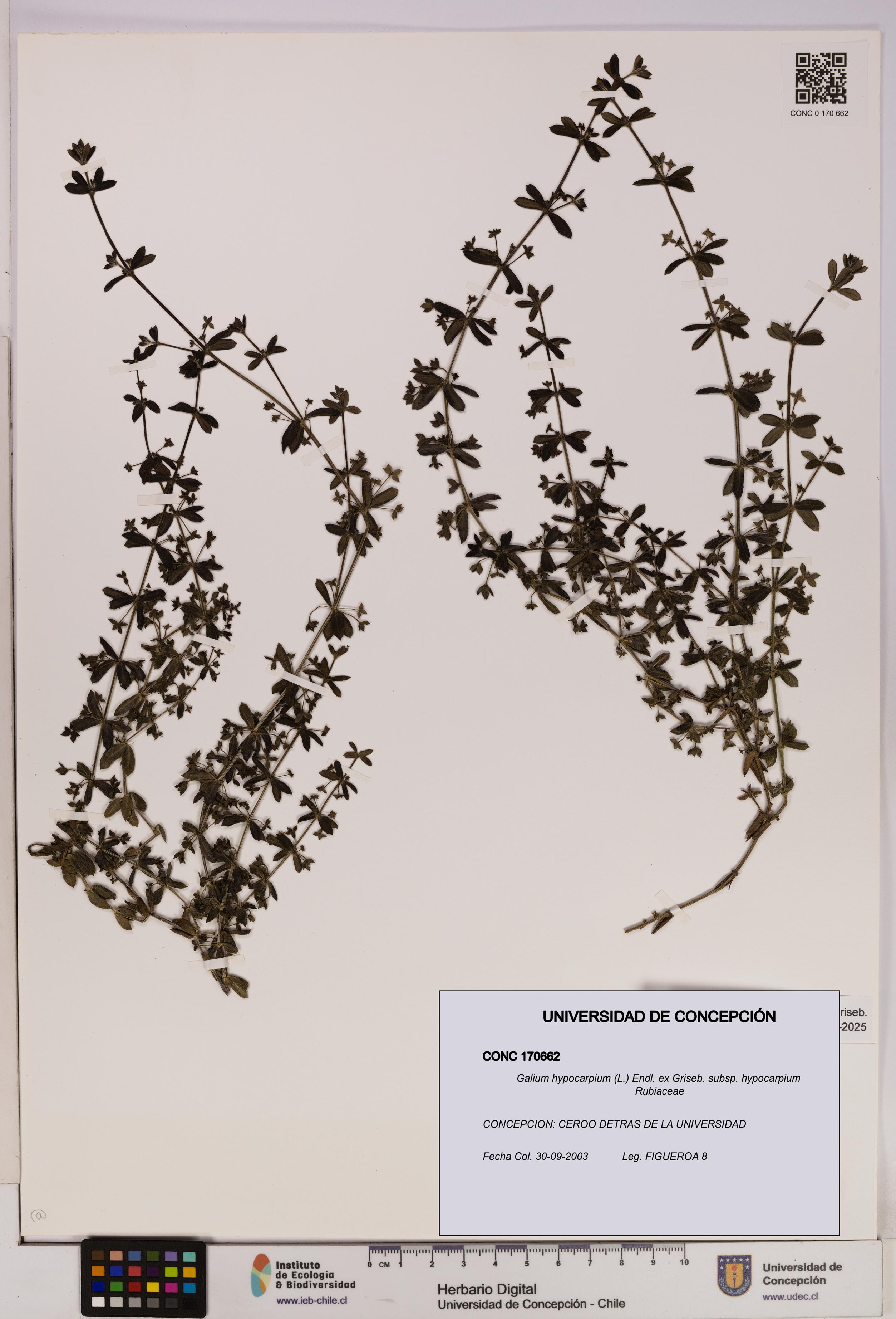 Galium hypocarpium subsp. hypocarpium [Espécimen: UDEC:CONC:0170662]