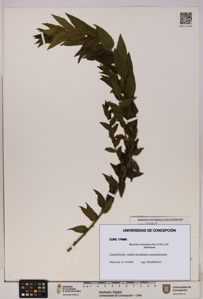 Baccharis racemosa [Espécimen: UDEC:CONC:0170665]