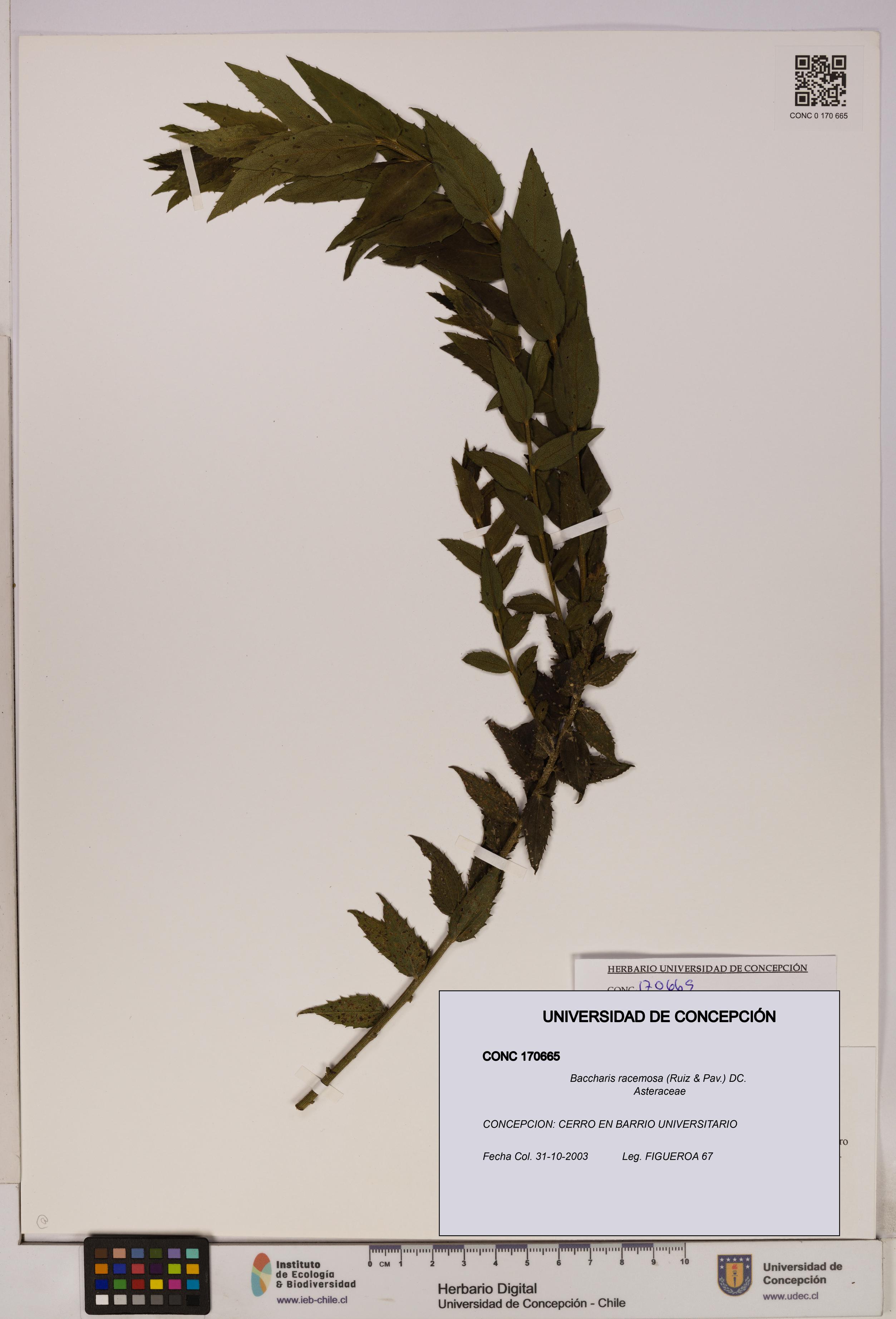 Baccharis racemosa [Espécimen: UDEC:CONC:0170665]