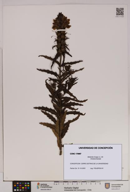 Bellardia trixago [Espécimen: UDEC:CONC:0170667]