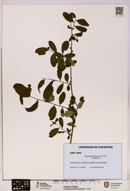 Myoschilos oblongus [Espécimen: UDEC:CONC:0170672]