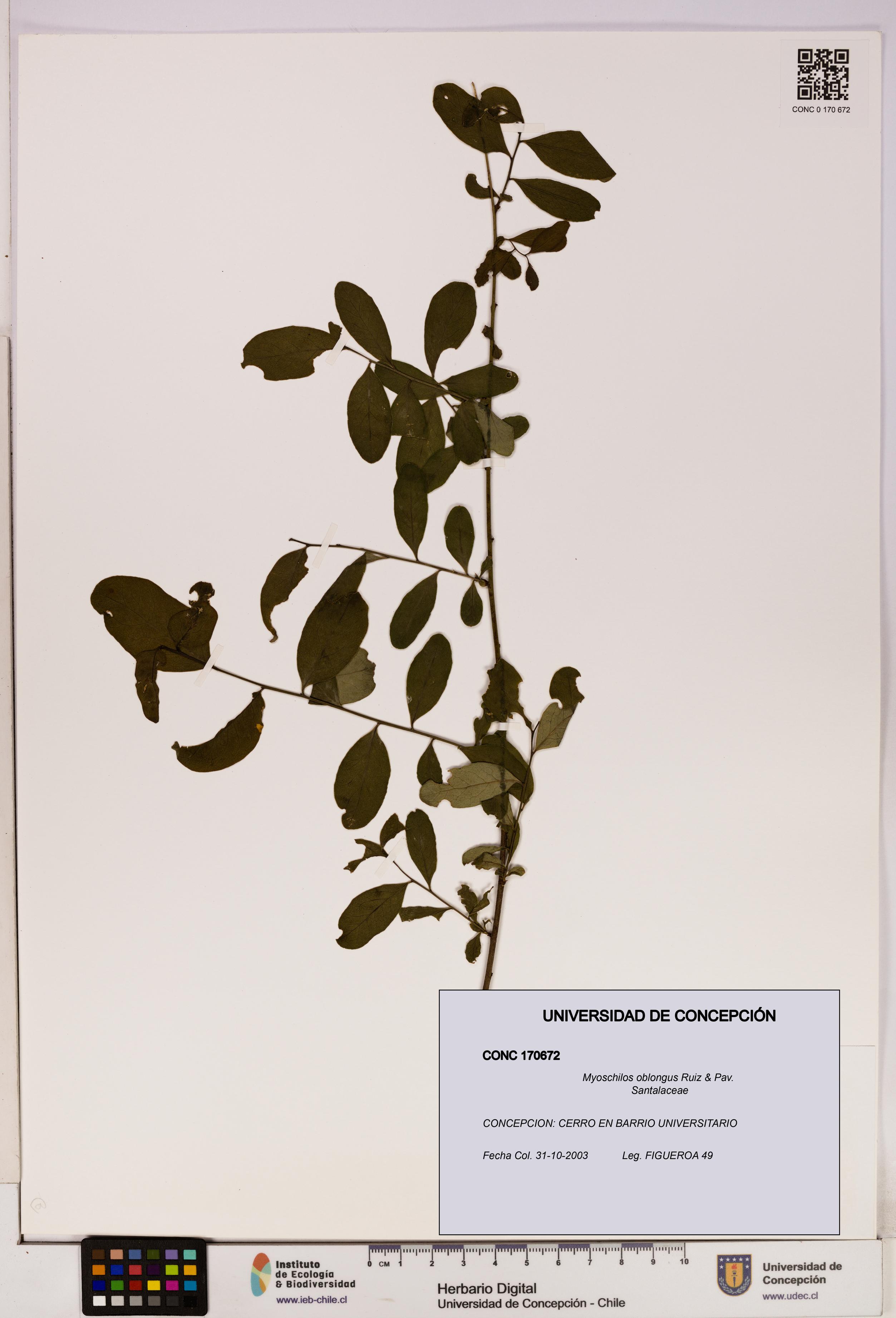 Myoschilos oblongus [Espécimen: UDEC:CONC:0170672]