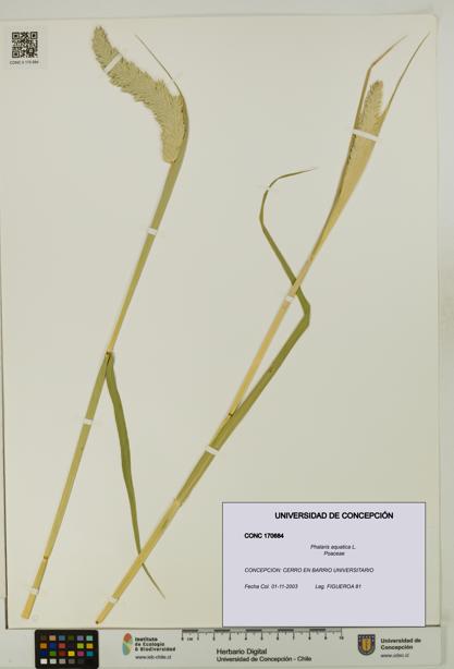 Phalaris aquatica [Espécimen: UDEC:CONC:0170684]