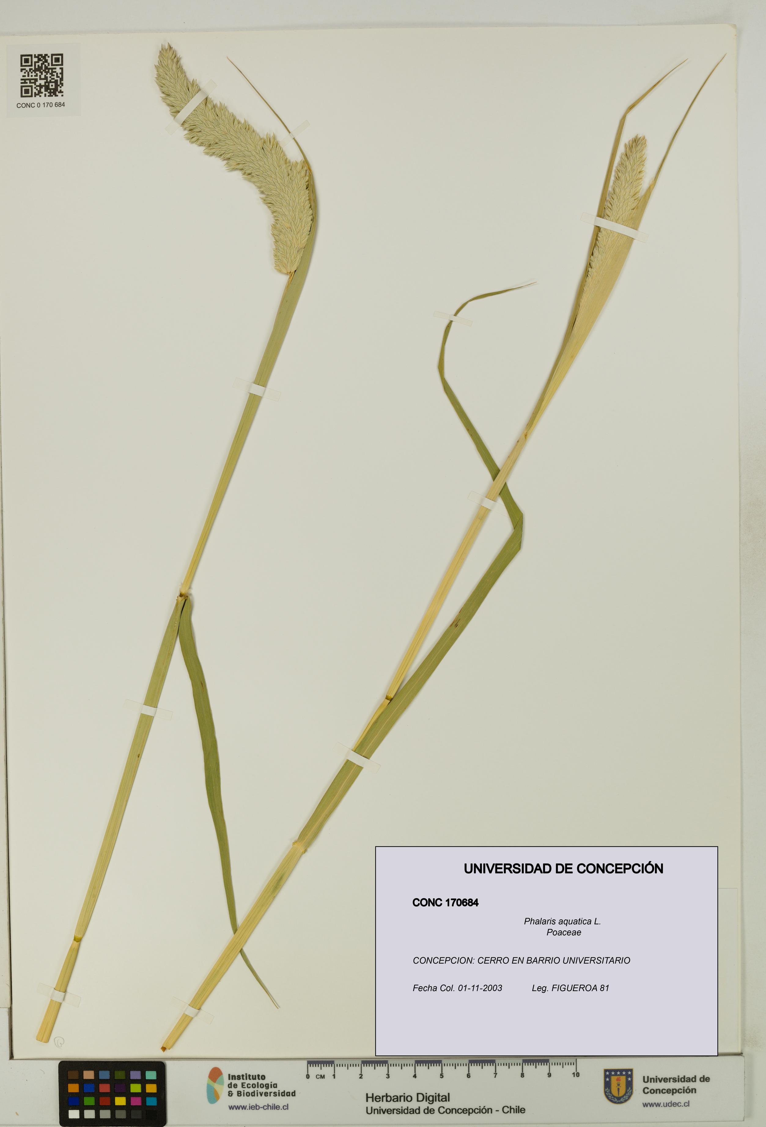 Phalaris aquatica [Espécimen: UDEC:CONC:0170684]