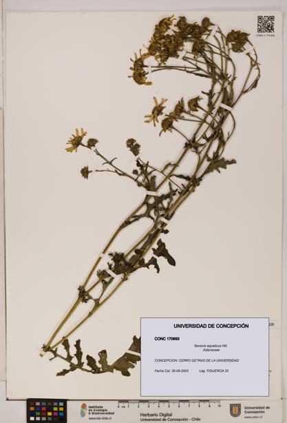 Senecio aquaticus [Espécimen: UDEC:CONC:0170693]
