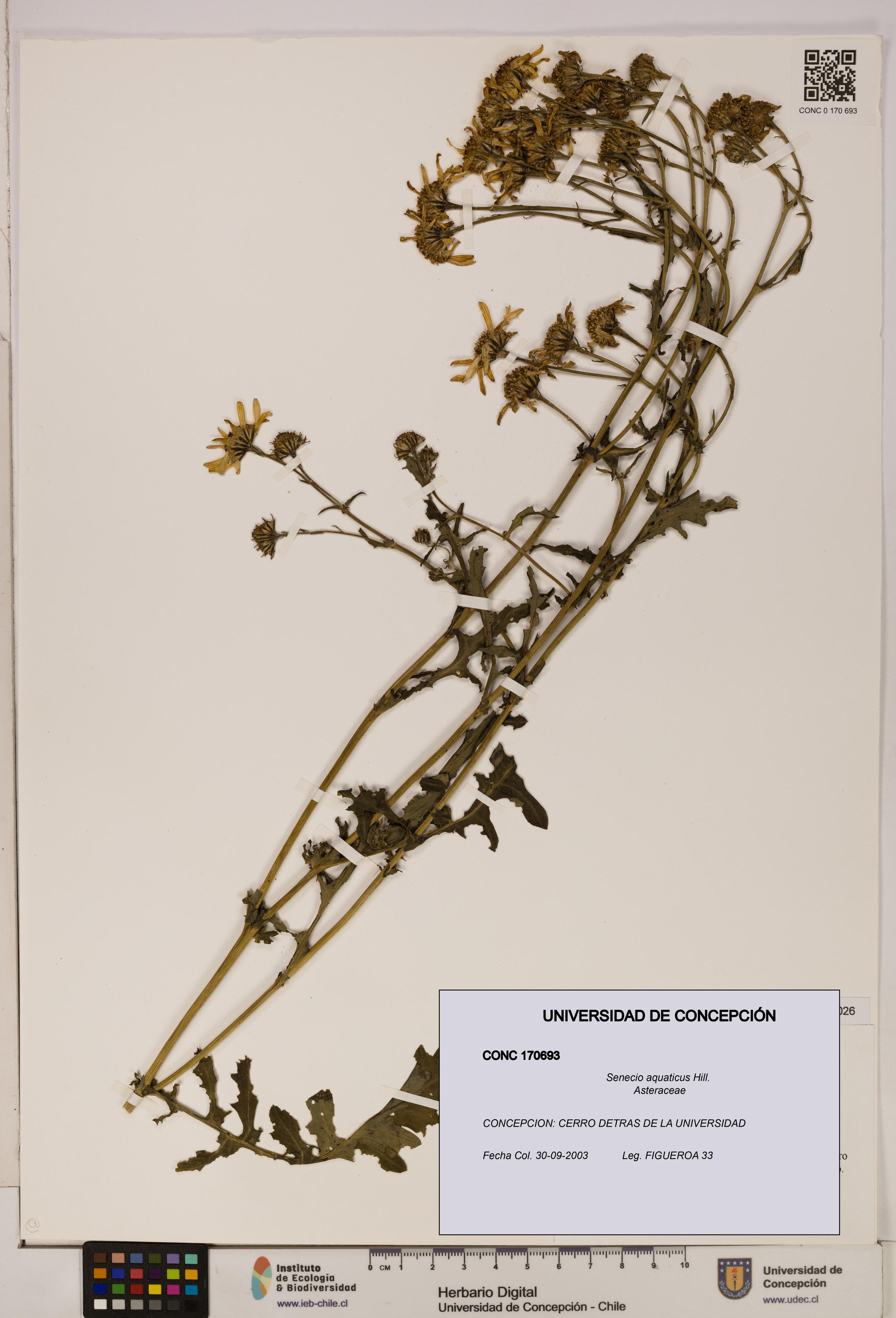 Senecio aquaticus [Espécimen: UDEC:CONC:0170693]
