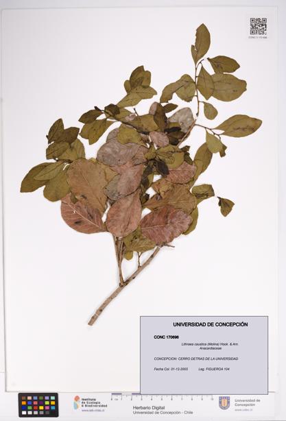 Lithraea caustica [Espécimen: UDEC:CONC:0170696]