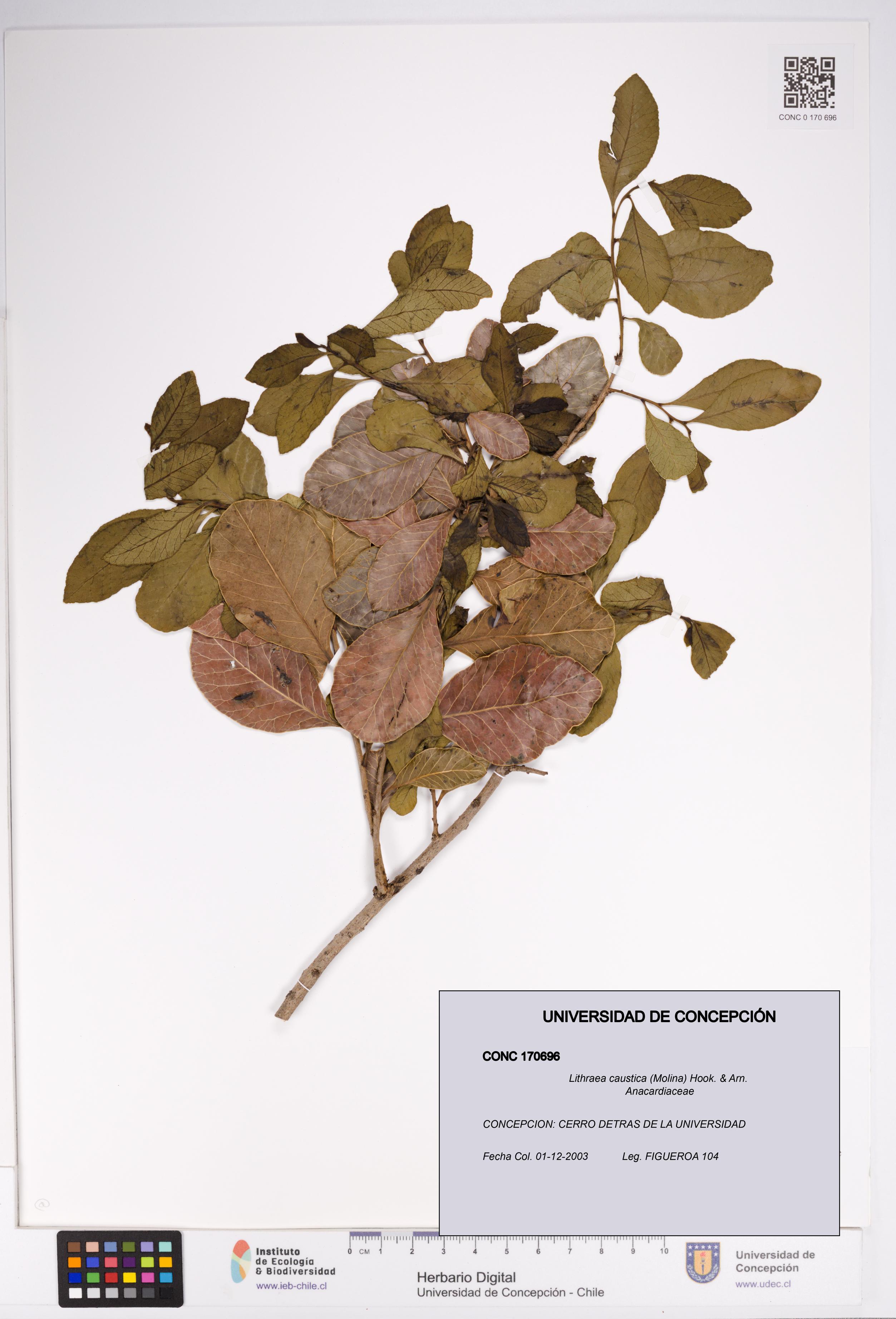 Lithraea caustica [Espécimen: UDEC:CONC:0170696]