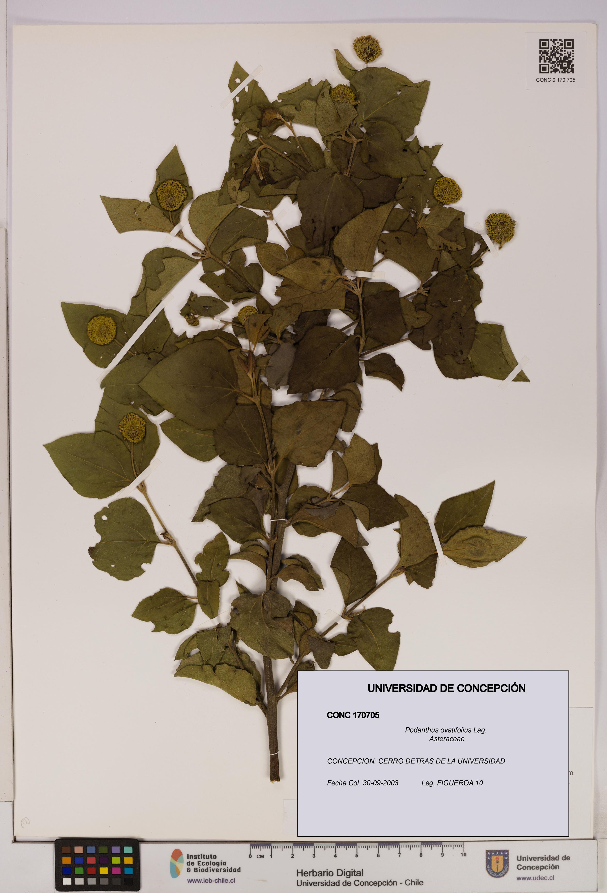 Podanthus ovatifolius [Espécimen: ]