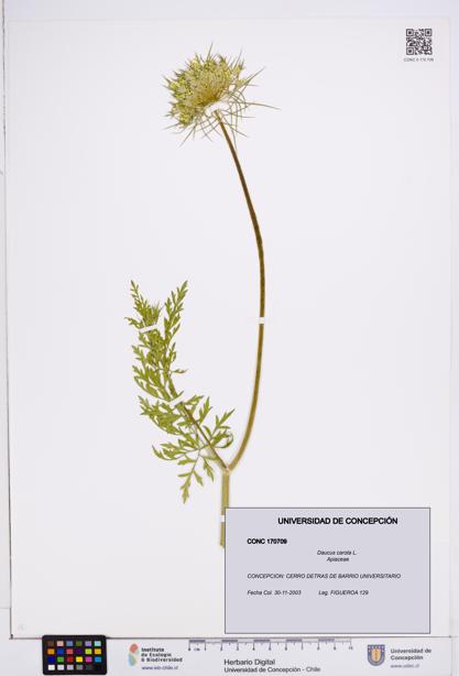 Daucus carota [Espécimen: ]