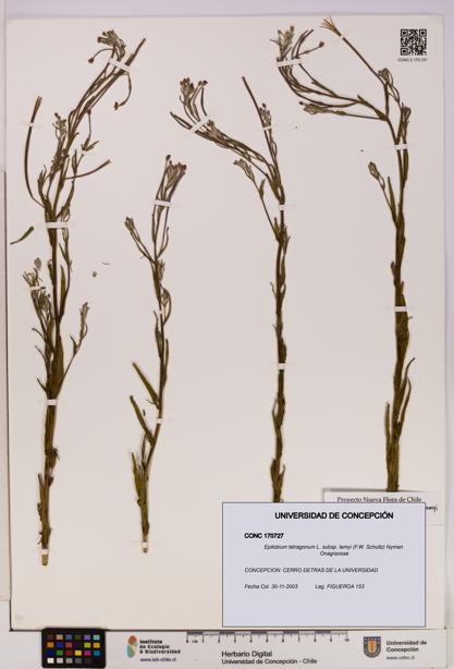 Epilobium tetragonum [Espécimen: UDEC:CONC:0170727]