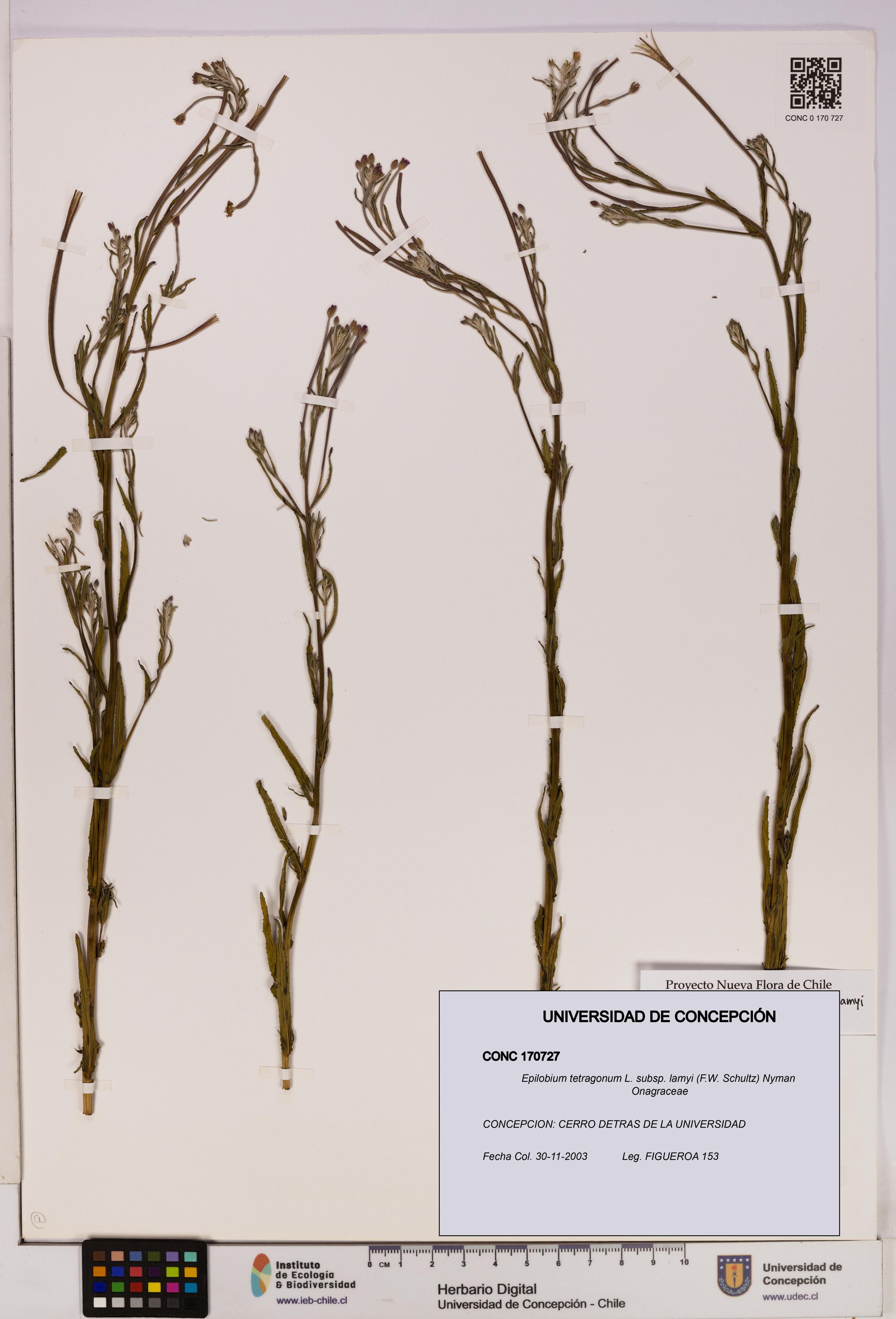 Epilobium tetragonum [Espécimen: UDEC:CONC:0170727]