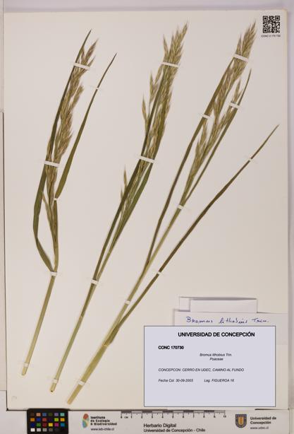 Bromus lithobius [Espécimen: UDEC:CONC:0170730]