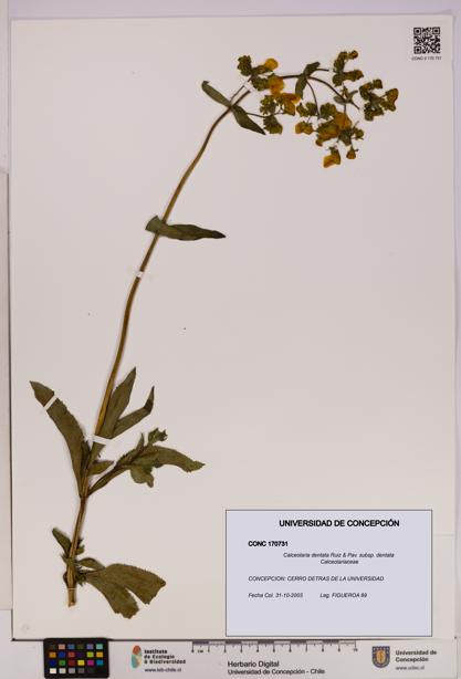 Calceolaria dentata subsp. dentata [Espécimen: UDEC:CONC:0170731]