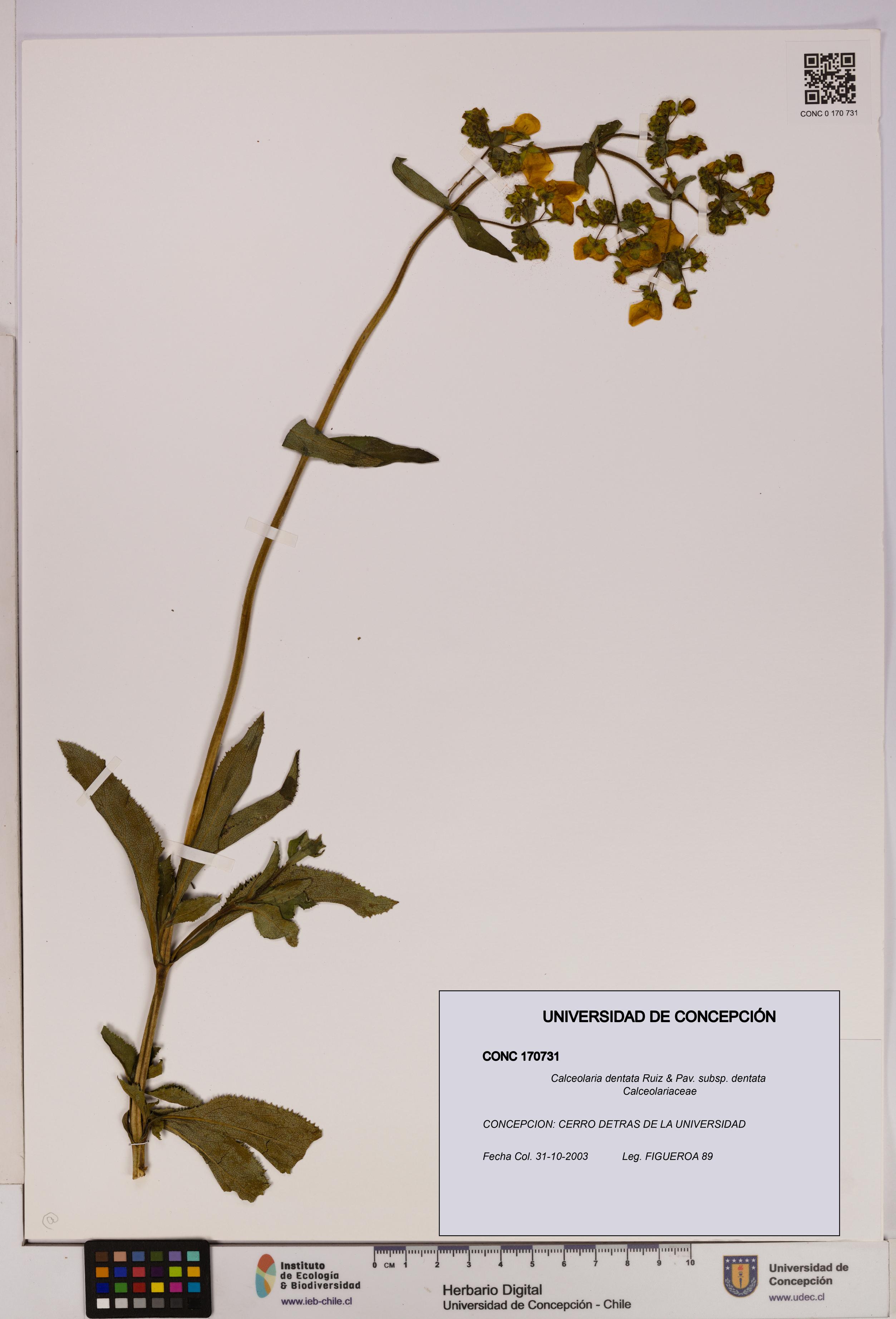 Calceolaria dentata subsp. dentata [Espécimen: UDEC:CONC:0170731]