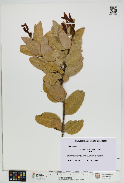Cryptocarya alba [Espécimen: UDEC:CONC:0170733]