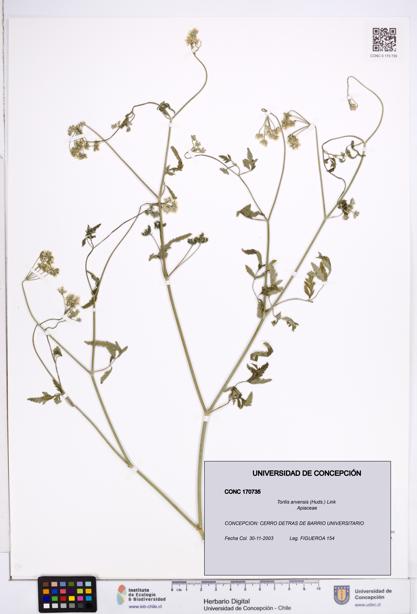 Torilis arvensis [Espécimen: ]