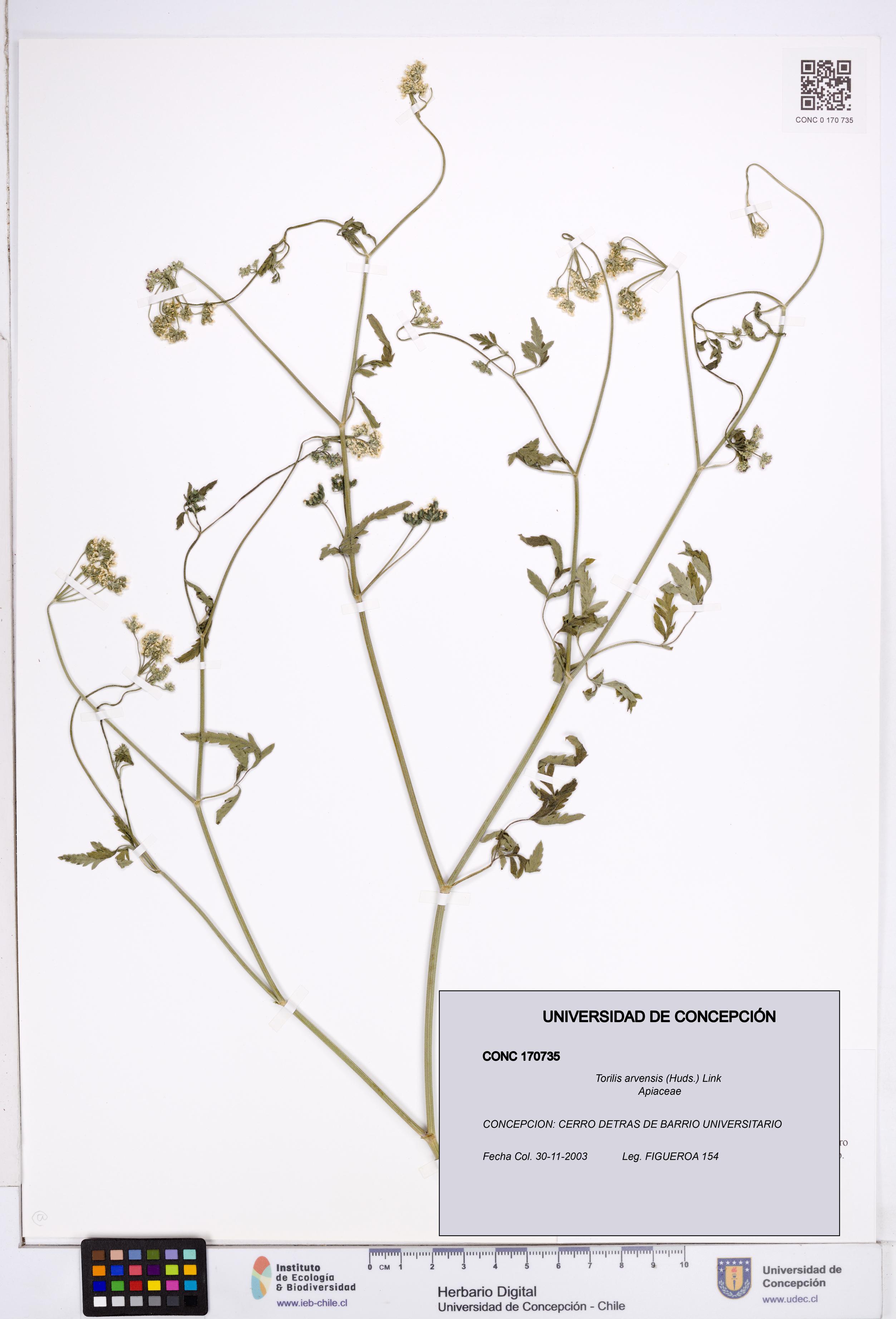 Torilis arvensis [Espécimen: ]