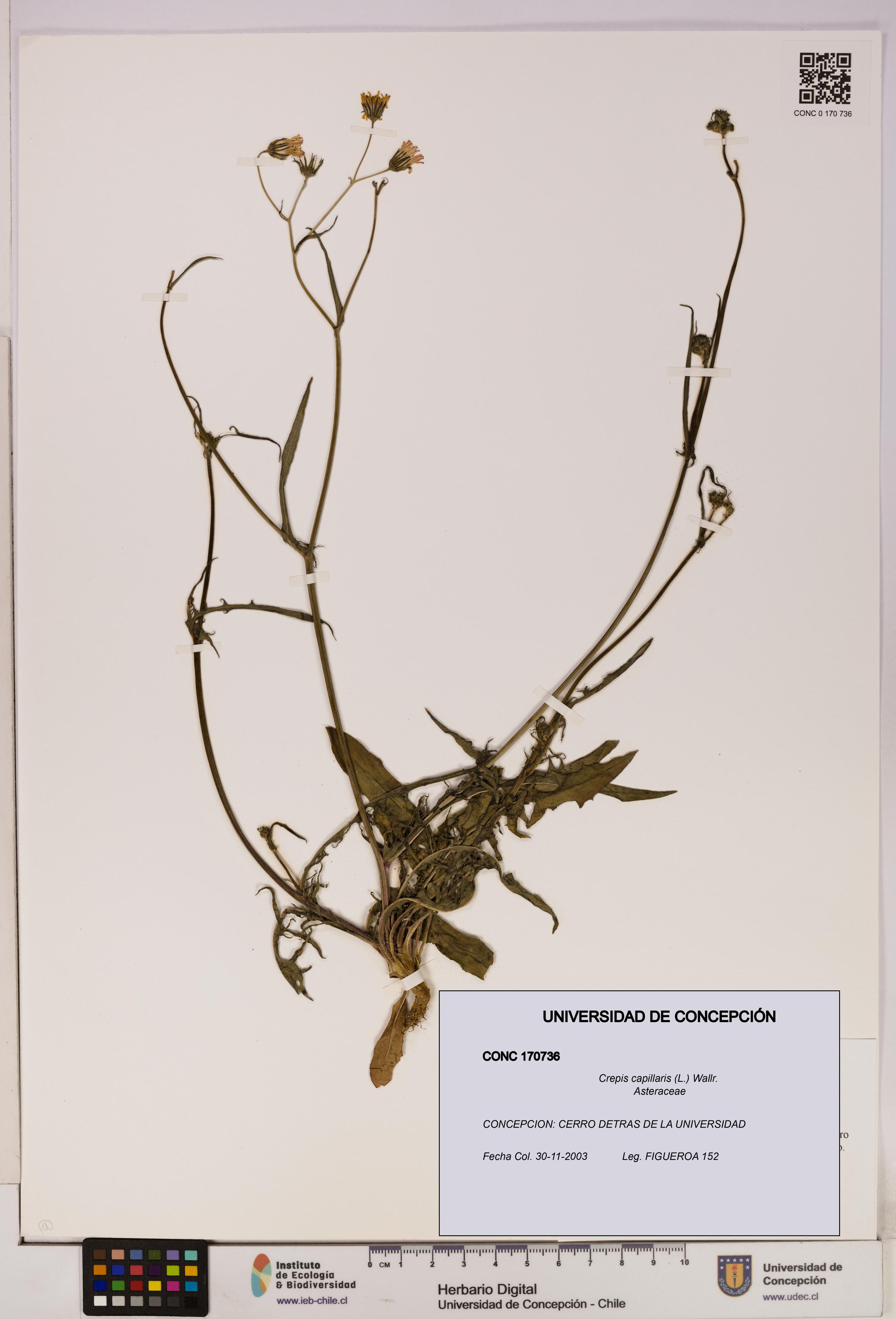 Crepis capillaris [Espécimen: UDEC:CONC:0170736]