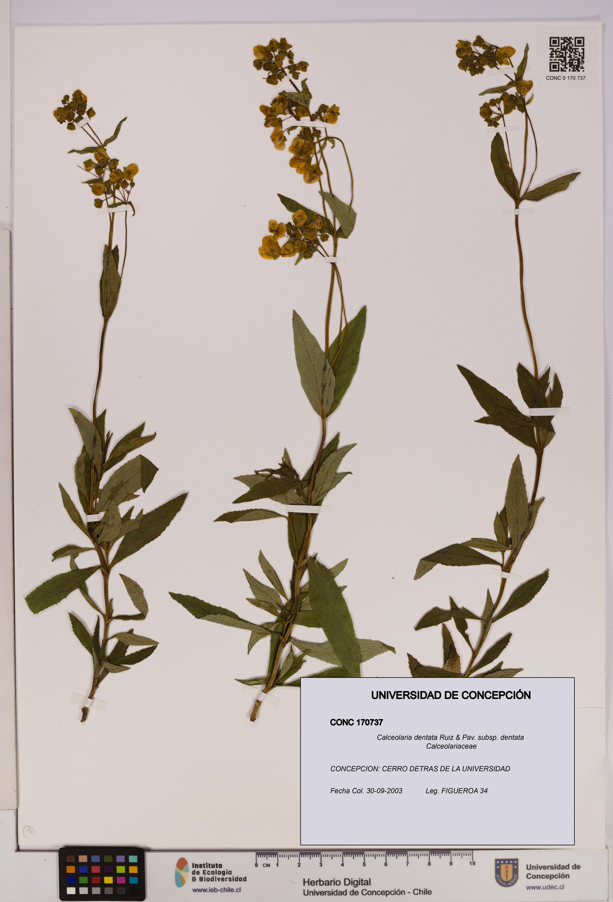 Calceolaria dentata subsp. dentata [Espécimen: UDEC:CONC:0170737]