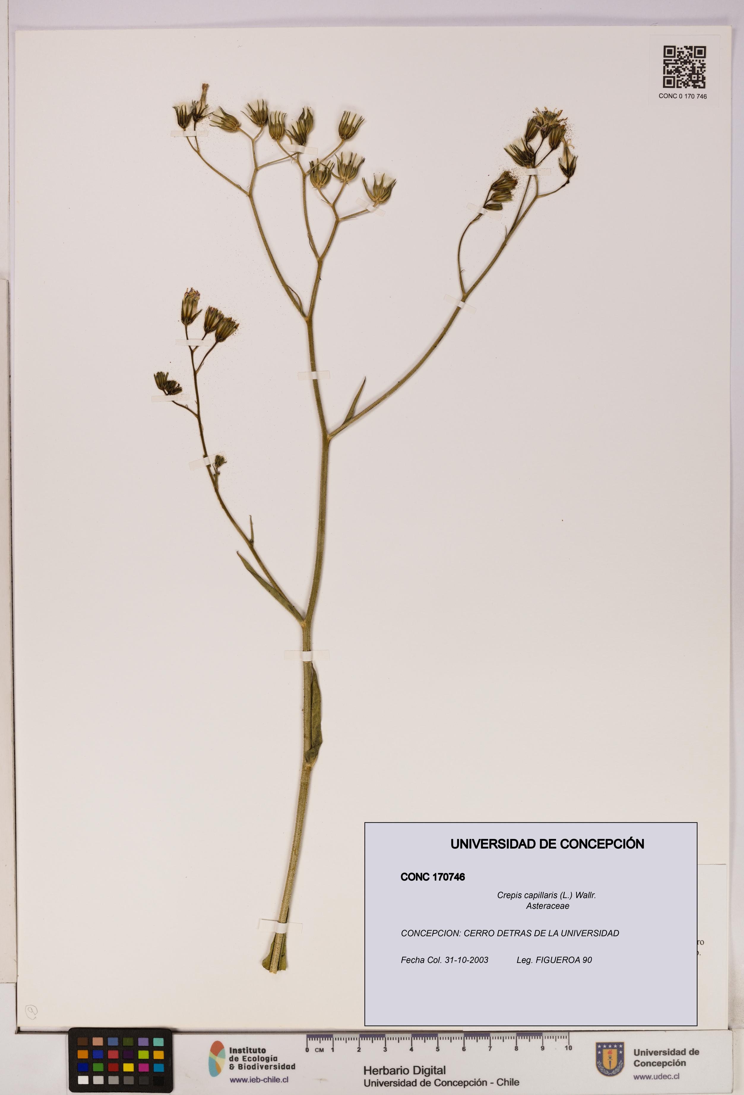 Crepis capillaris [Espécimen: UDEC:CONC:0170746]