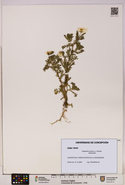 Cladanthus mixtus [Espécimen: UDEC:CONC:0170747]