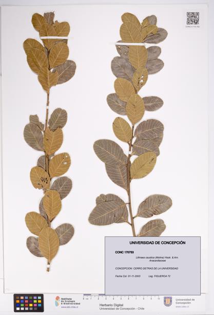 Lithraea caustica [Espécimen: UDEC:CONC:0170753]