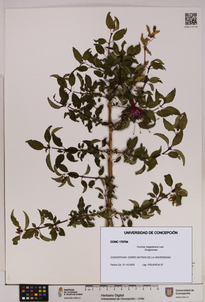Fuchsia magellanica [Espécimen: UDEC:CONC:0170754]