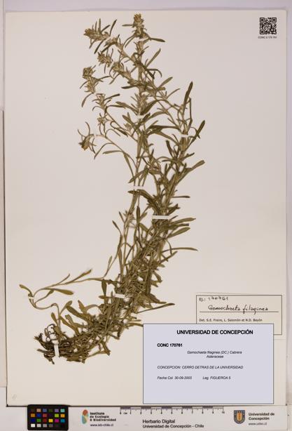 Gamochaeta filaginea [Espécimen: UDEC:CONC:0170761]