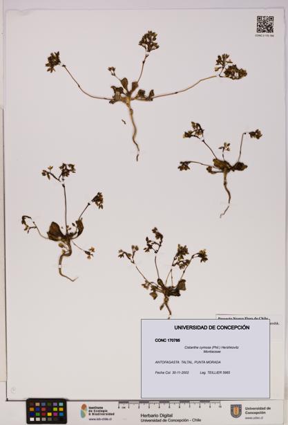 Cistanthe cymosa [Espécimen: UDEC:CONC:0170785]